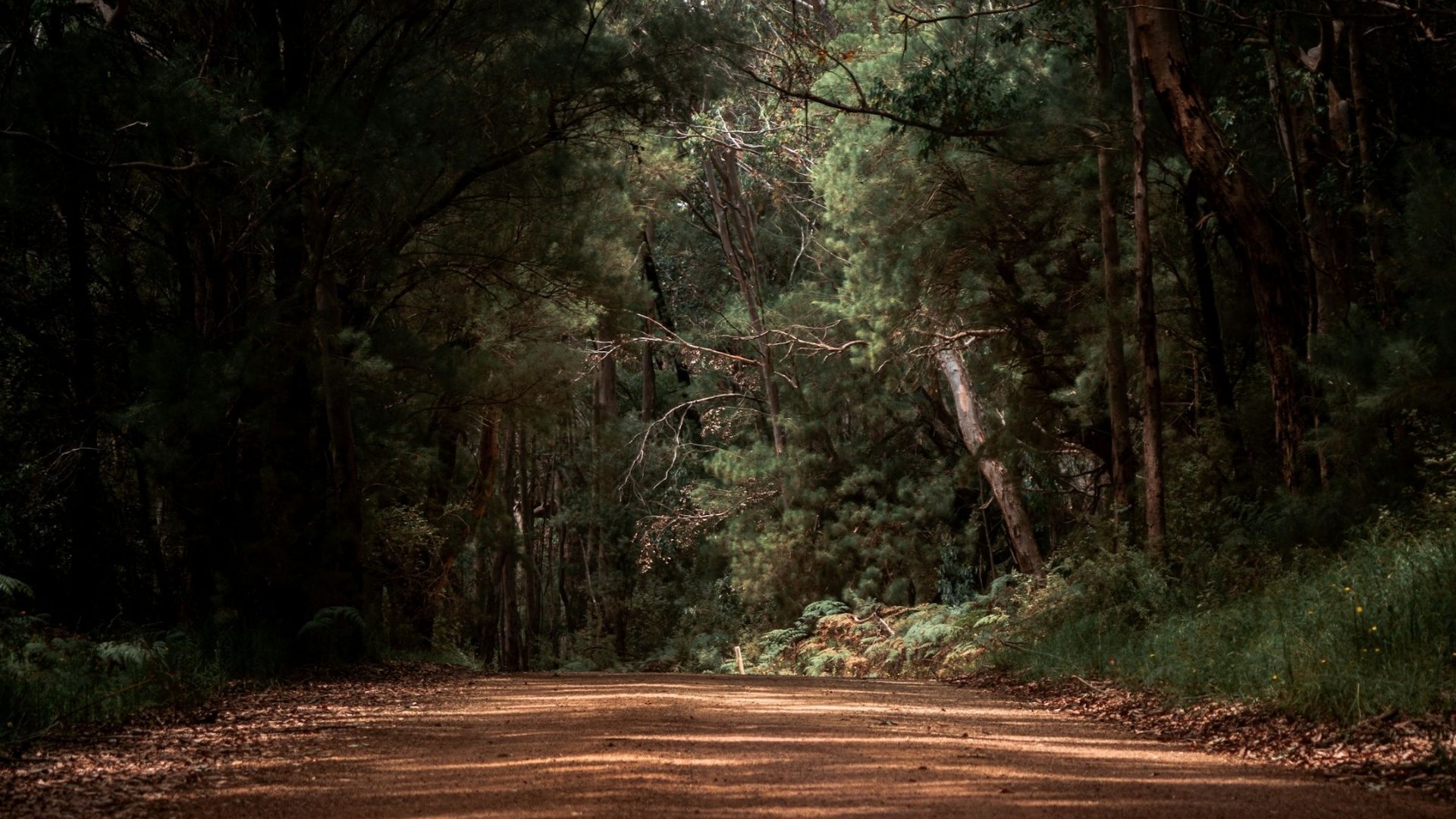 Dirt road running through a remote forested area in regional Australia.