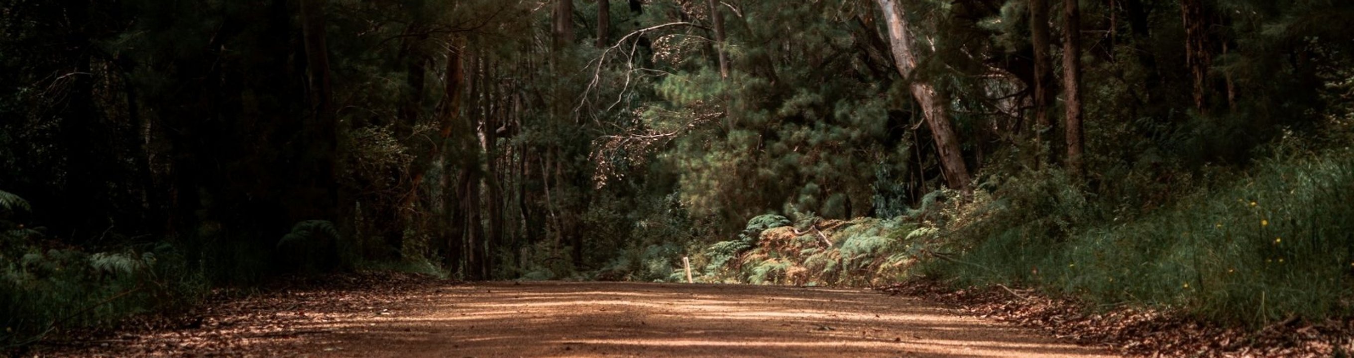Dirt road running through a remote forested area in regional Australia.