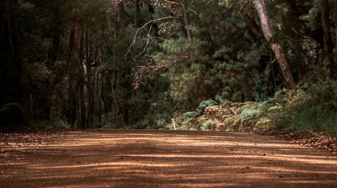 Dirt road running through a remote forested area in regional Australia.